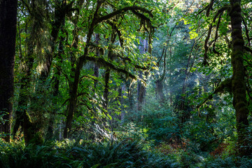 Temperate rain forest on the Maple Glade Trail, Quinault Rain Forest, Olympic National Park, Washington State