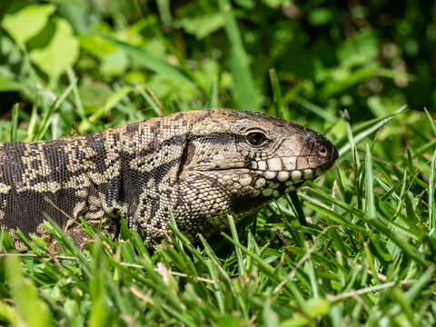 An adult Argentine black and white tegu (Salvator merianae), Iguacu Falls, Misiones Province, Argentina