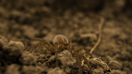brown earthen spider hunts insects, looking out of hiding