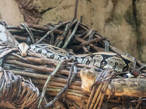 Captive adult Boa constrictor (Boa constrictor), Parque das Aves, Foz do Iguacu, Parana State, Brazil
