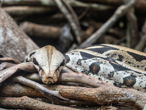 Captive adult Boa constrictor (Boa constrictor), Parque das Aves, Foz do Iguacu, Parana State, Brazil