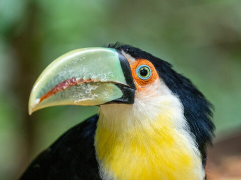Captive red-breasted toucan (Ramphastos dicolorus), Parque das Aves, Foz do Iguacu, Parana State, Brazil