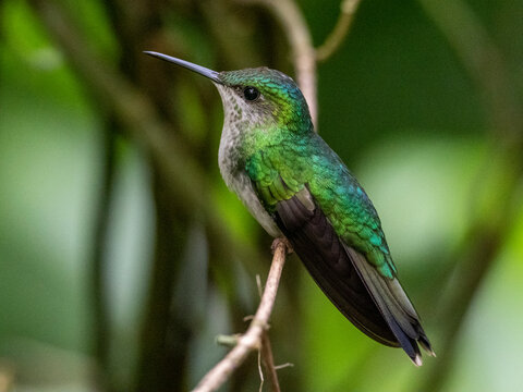 Captive versicoloured emerald (Chrysuronia versicolor), Parque das Aves, Foz do Iguacu, Parana State, Brazil