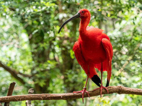 Captive scarlet ibis (Eudocimus ruber), Parque das Aves, Foz do Iguacu, Parana State, Brazil