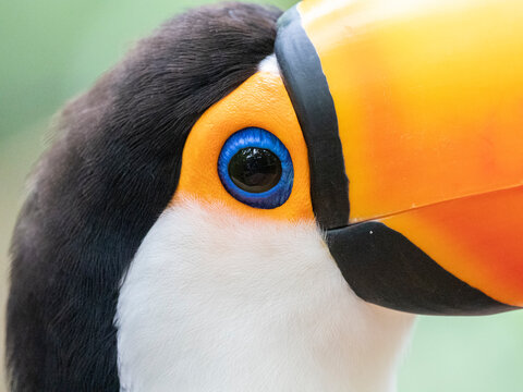 Captive toco toucan (Ramphastos toco), Parque das Aves, Foz do Iguacu, Parana State, Brazil