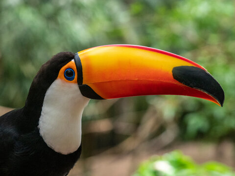 Captive toco toucan (Ramphastos toco), Parque das Aves, Foz do Iguacu, Parana State, Brazil