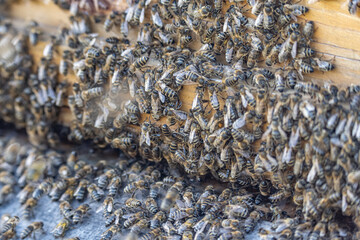 Close up of huge crowd of honey bees flying into beehive apiary Working bees collecting yellow pollen