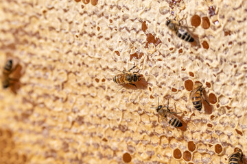 closeup of bees on honeyframe closed with wax in apiary beehive selective focus
