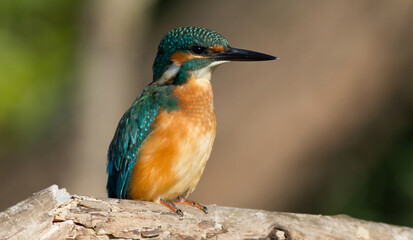 Obraz premium Сommon kingfisher, Alcedo atthis. Sunny day, a young bird sitting by the river on a beautiful branch, peering into the water, waiting for a fish.