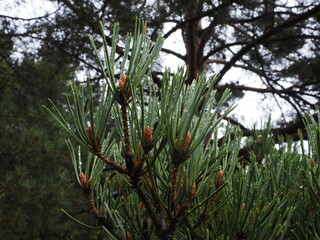 Portrait of pine leafs with water drops