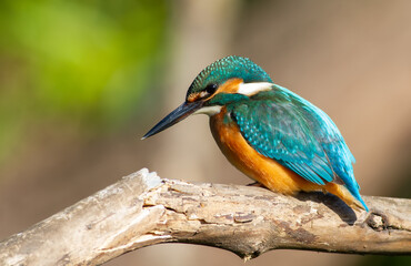 Сommon kingfisher, Alcedo atthis. On a sunny morning, the bird sits on a dry branch above the river, waiting for small fish