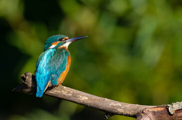 Fototapeta premium Сommon kingfisher, Alcedo atthis. On a sunny morning, a bird sits by the river on an old branch
