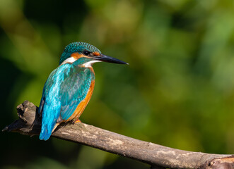 Сommon kingfisher, Alcedo atthis. On a sunny morning, a bird sits by the river on an old branch