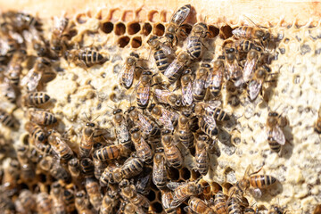 closeup of bees on honeycomb in apiary frame Honey bee selective focus
