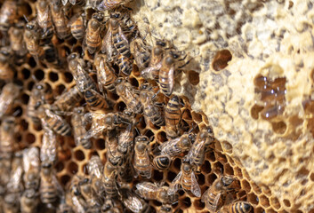 closeup of bees on honeycomb in apiary frame Honey bee selective focus