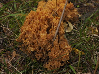 yellow mushroom in the forest
