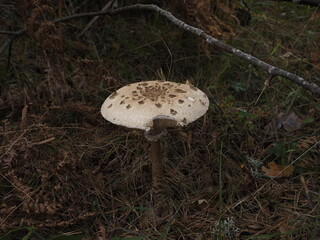 portrait of a white mushroom on the forest