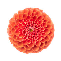 Dahlia flowers isolated © dimasobko