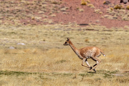 Adult vicuna (Vicugna vicugna), in the Andean Central Volcanic Zone, Antofagasta Region, Chile