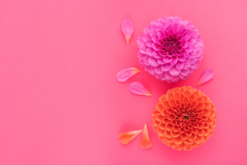 dahlia flowers with petals