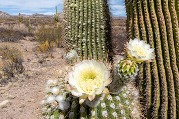 Argentine saguaro cactus (Echinopsis terscheckii) in flower, Los Cardones National Park, Salta Province, Argentina
