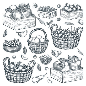 Baskets, wooden boxes, containers with berries and fruits on white background. Hand drawn sketch vector illustration