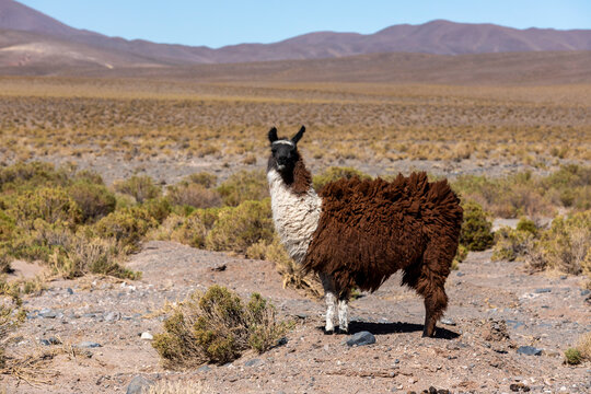 Llama (Lama glama), near route 33, Piedra del Molino, Los Cardones National Park, Salta Province, Argentina