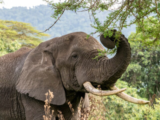 African bush elephant (Loxodonta africana), feeding inside Ngorongoro Crater, Tanzania