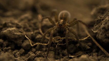 brown earthen spider hunts insects, looking out of hiding