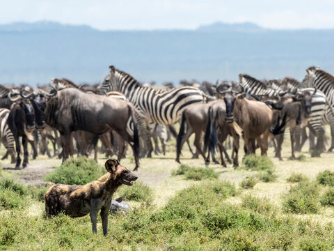 African wild dog (Lycaon pictus), probing zebras and wildebeest in Serengeti National Park, Tanzania