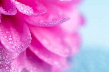 Closeup photo of pink flowers dahlia with water drops on blue background