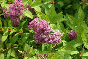 Clusters of pink flowers of Japanese meadowsweet in June