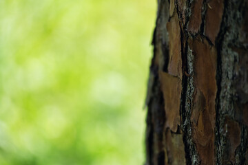 Closeup image of a pine tree bark in the park
