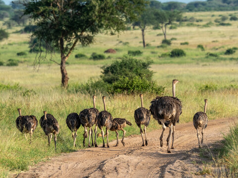 A flock of Masai ostriches (Struthio camelus massaicus), Tarangire National Park, Tanzania