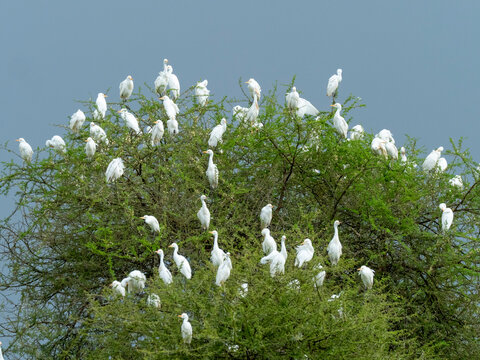 Cattle egrets (Bubulcus ibis), roosting in a tree in Tarangire National Park, Tanzania