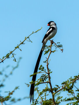 A male pin-tailed whydah (Vidua macroura), in breeding plumage in Tarangire National Park, Tanzania