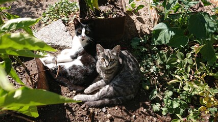 Two cats lie side by side in the grass.