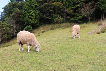 六甲山牧場・羊