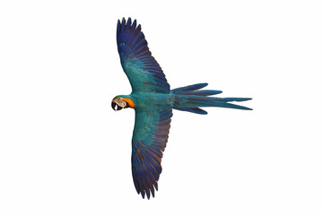 Macaw parrot flying isolated on white background.