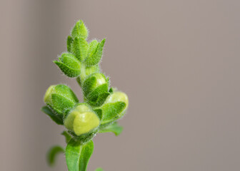 fiori bocca di leone bianco 