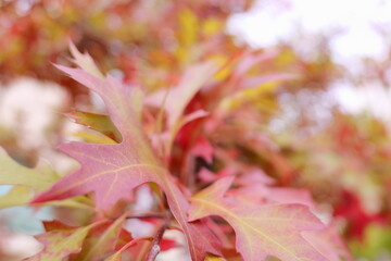 autumn leaves background