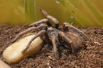 Brazilian salmon bird-eating tarantula Lasiodora parahybana.