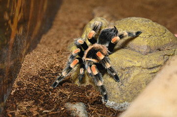 Spider Brachypelma Auratum close up
