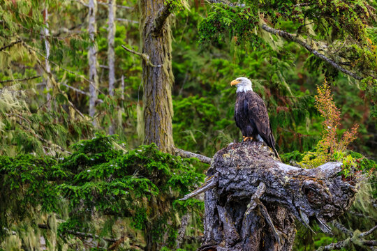 Bald Eagle (Haliaeetus leucocephalus), in a forest setting, Alert Bay, Inside Passage, British Columbia, Canada