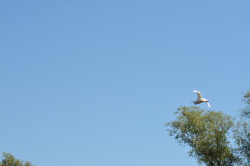 stork in flight