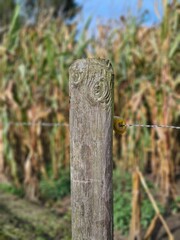 barbed wire