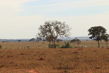 &Aacute;rvore no campo com gado