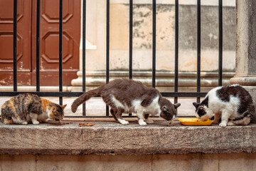 Cats eating food from the street