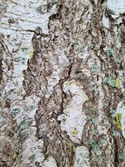 bark of a tree