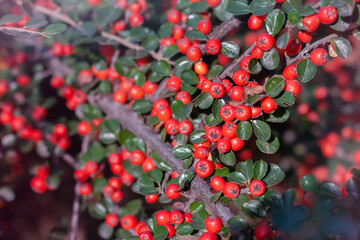 A macro shot of the red berries of a cotoneaster bush.